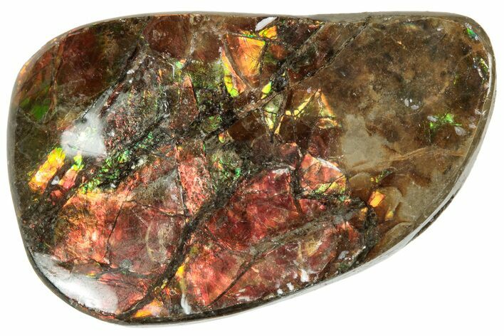 Iridescent Ammolite (Fossil Ammonite Shell) - Alberta #320796